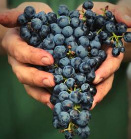14 de abril – Día del Tannat